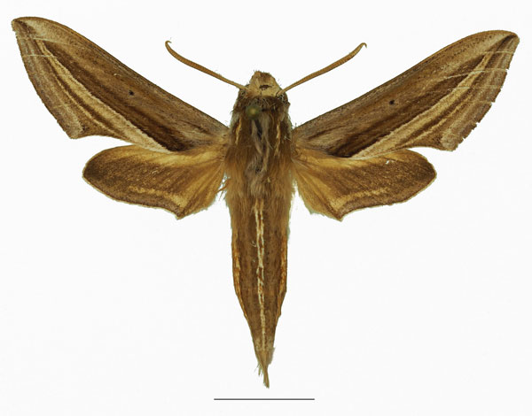 /filer/webapps/moths/media/images/M/mothironi_Theretra_AM_Basquina.jpg