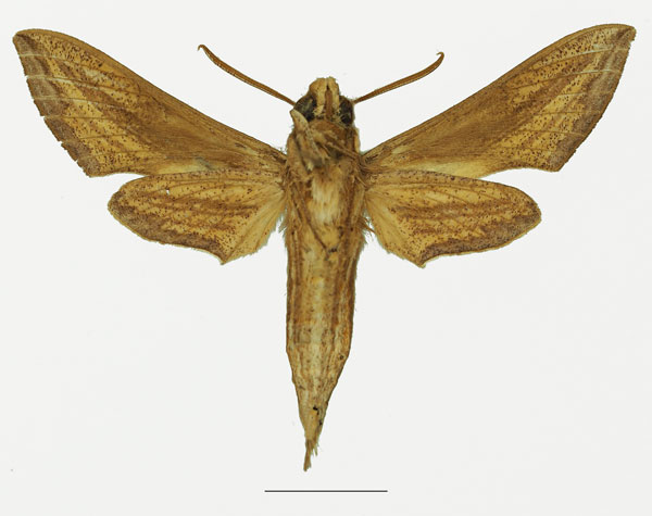 /filer/webapps/moths/media/images/M/mothironi_Theretra_AM_Basquinb.jpg