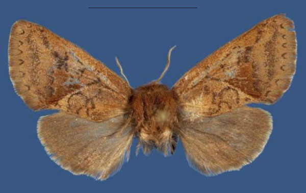 /filer/webapps/moths/media/images/M/mountkenyaensis_Kayamuhakaia_HT_ZSM.jpg