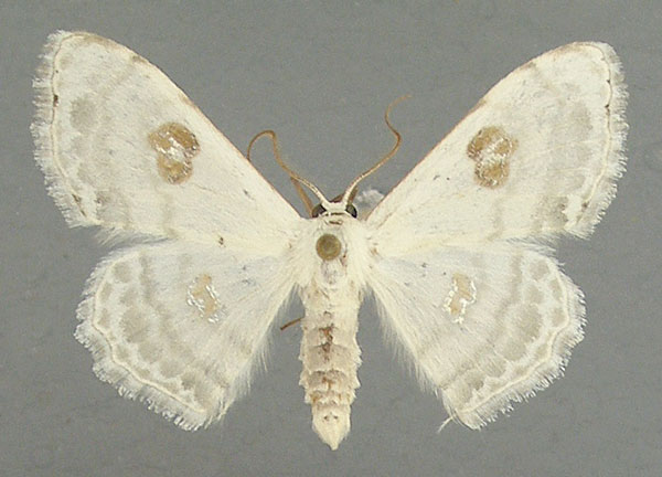 /filer/webapps/moths/media/images/M/mozambica_Problepsis_AF_TMSA.jpg