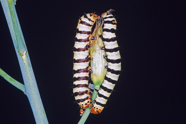 /filer/webapps/moths/media/images/M/mozambicensis_Diaphone_C_Roland_07.jpg