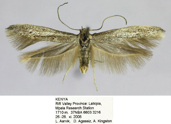 /filer/webapps/moths/media/images/M/mpalensis_Scythris_HT_NHMO_utRdegv.jpg
