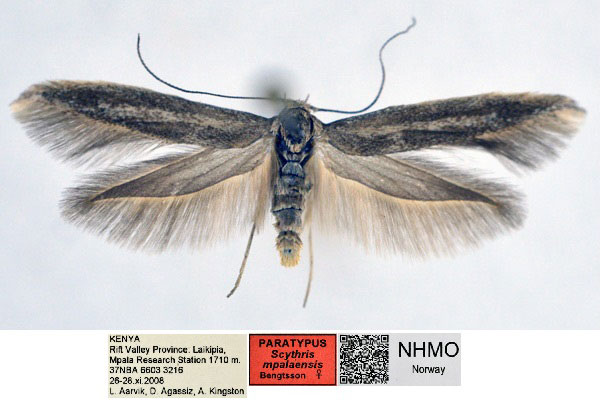 /filer/webapps/moths/media/images/M/mpalensis_Scythris_PT_NHMO_nNPH1oB.jpg