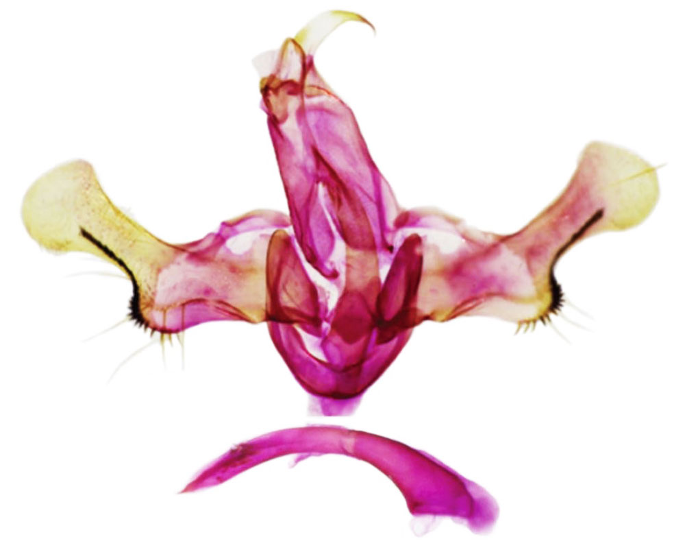 /filer/webapps/moths/media/images/M/mpangensis_Furcalis_GMPT_NIBR.jpg