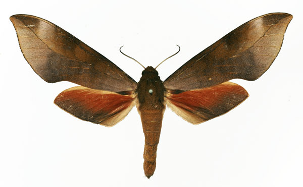 /filer/webapps/moths/media/images/M/mpassa_Phylloxiphia_AF_Basquin.jpg