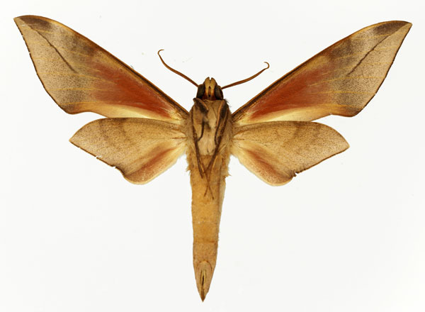 /filer/webapps/moths/media/images/M/mpassa_Phylloxiphia_AM_Basquin_02.jpg