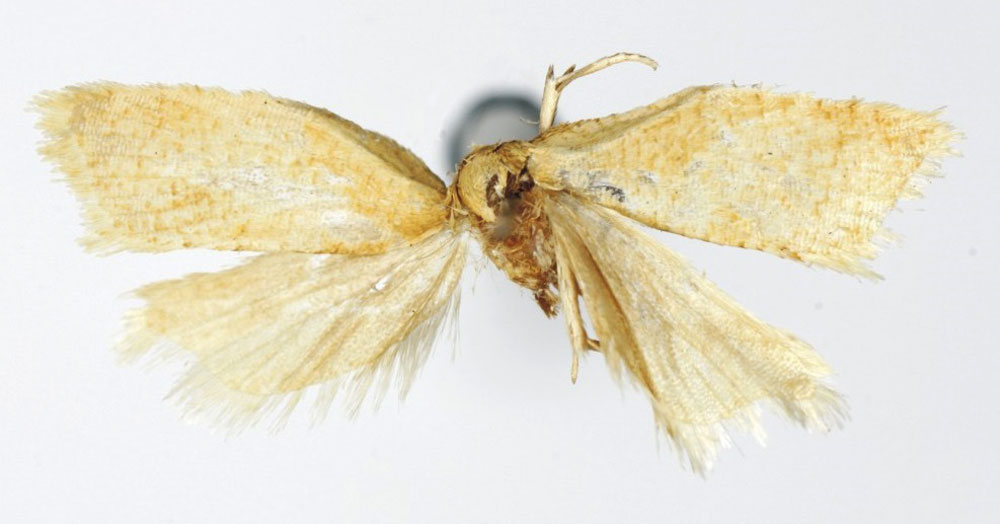 /filer/webapps/moths/media/images/M/mubalea_Orilesa_HT_RMCA.jpg