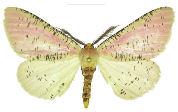 /filer/webapps/moths/media/images/M/muchingensis_Nothabraxas_HT_ANHRT.jpg
