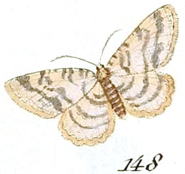 /filer/webapps/moths/media/images/M/mucidaria_Geometra_ST_Hubner_28-148.jpg