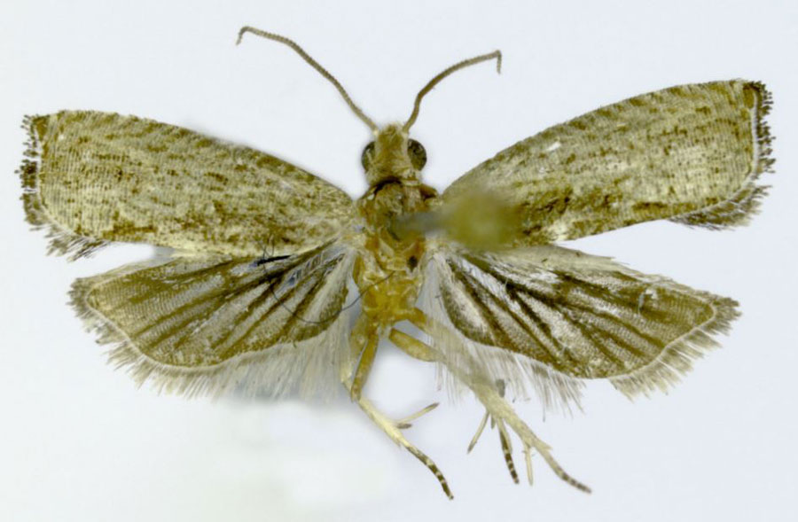 /filer/webapps/moths/media/images/M/mucronata_Cosmetra_HT_ZMJU.jpg