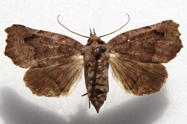 /filer/webapps/moths/media/images/M/muehlei_Bertula_AF_Goff_02.jpg