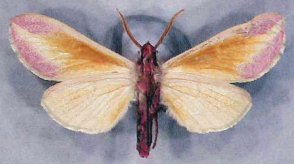 /filer/webapps/moths/media/images/M/muehlei_Leucophlebia_HT_EMEMb.jpg