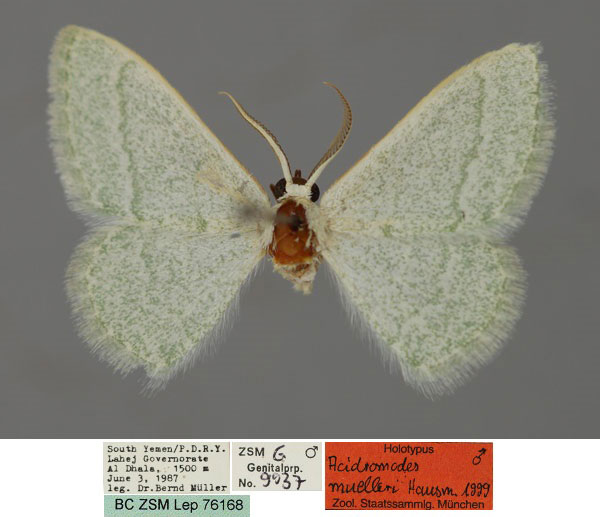 /filer/webapps/moths/media/images/M/muelleri_Acidromodes_HT_ZSM_01.jpg