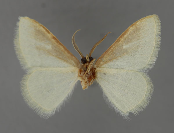 /filer/webapps/moths/media/images/M/muelleri_Acidromodes_HT_ZSM_02.jpg