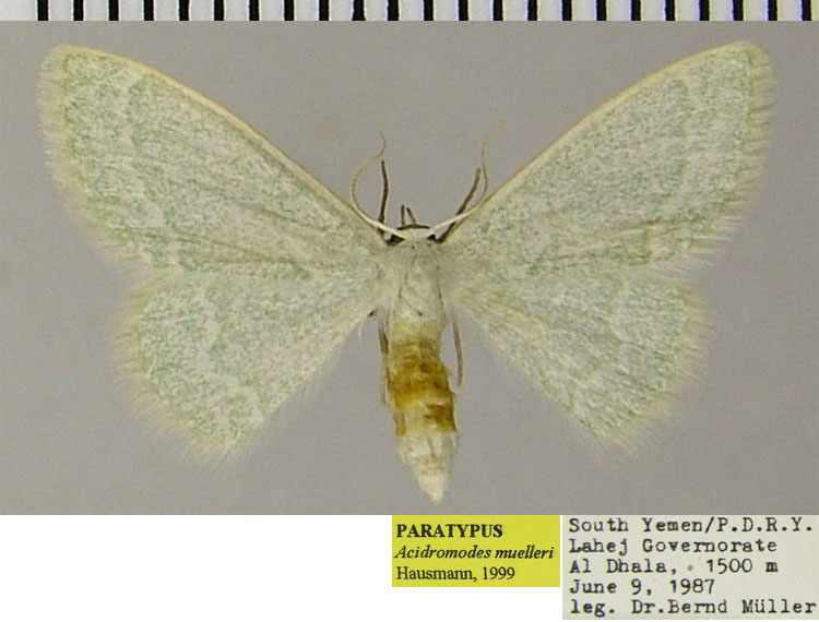 /filer/webapps/moths/media/images/M/muelleri_Acidromodes_PTF_ZSM.jpg