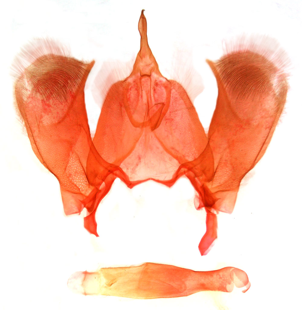 /filer/webapps/moths/media/images/M/muffalira_Callegaria_GMHT_MSNM_4000.jpg