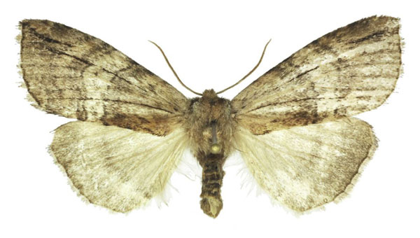 /filer/webapps/moths/media/images/M/mufindiae_Aethiopsestis_AF_ANHRT.jpg