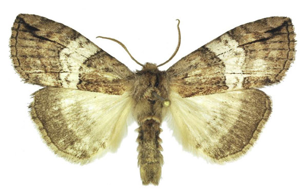 /filer/webapps/moths/media/images/M/mufindiae_Aethiopsestis_AM_ANHRT_01.jpg