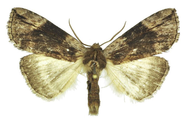 /filer/webapps/moths/media/images/M/mufindiae_Aethiopsestis_AM_ANHRT_02.jpg