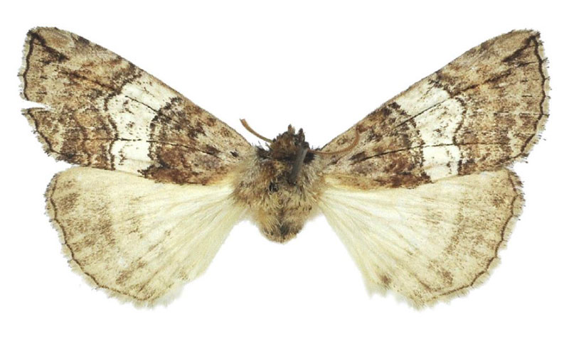/filer/webapps/moths/media/images/M/mufindiae_Aethiopsestis_HT_BMNH.jpg
