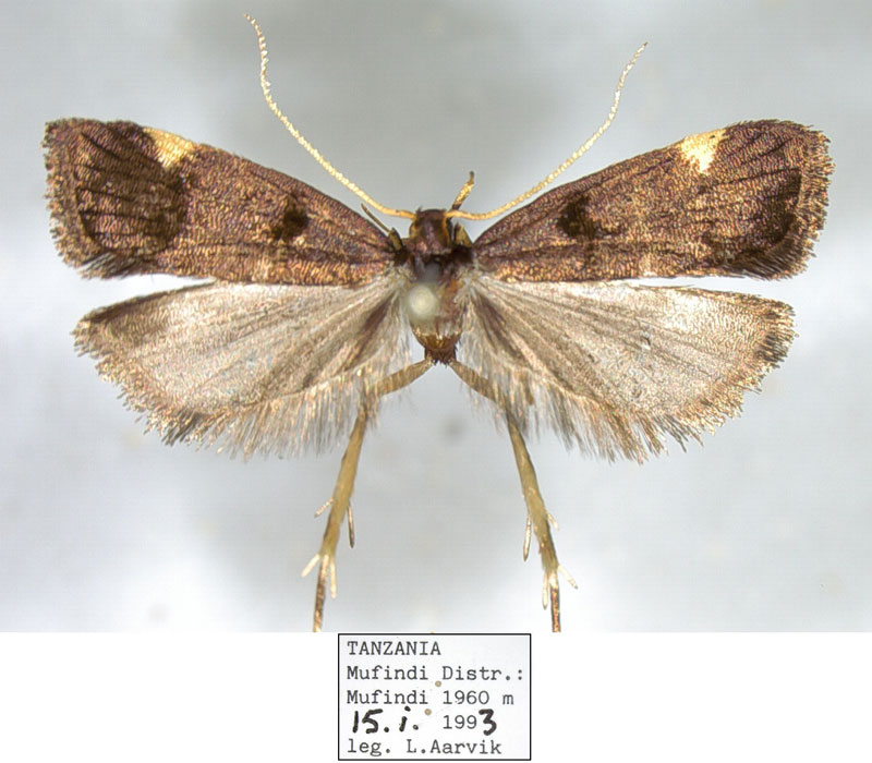 /filer/webapps/moths/media/images/M/mufindiensis_Thubdora_HT_NHMO.jpg