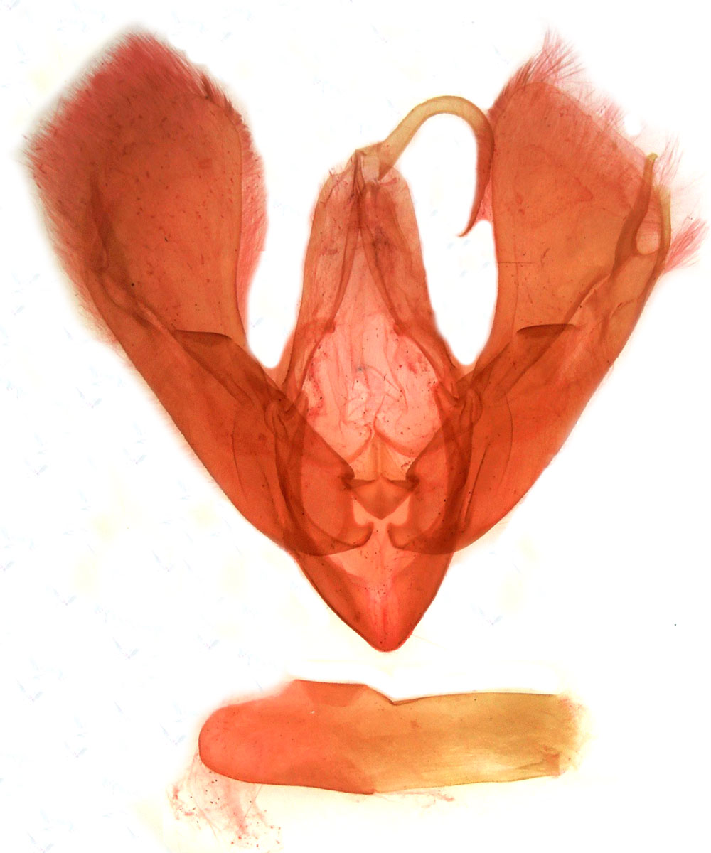 /filer/webapps/moths/media/images/M/mukim_Auchenisa_GMHT_MSNM_5984.jpg