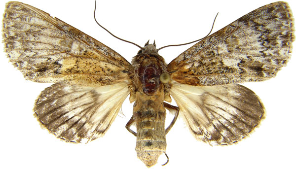 /filer/webapps/moths/media/images/M/mukim_Thiacidas_AF_MCJM.jpg