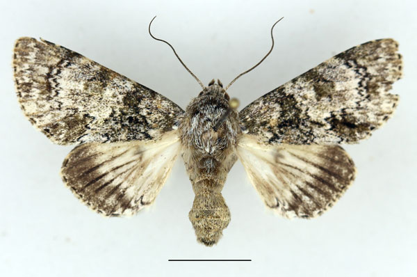 /filer/webapps/moths/media/images/M/mukim_Thiacidas_AM_Aulombard_02.jpg