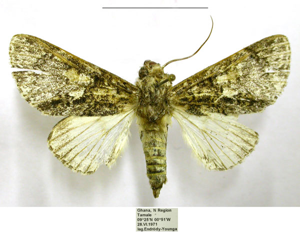 /filer/webapps/moths/media/images/M/mukim_Thiacidas_AM_TMSA.jpg