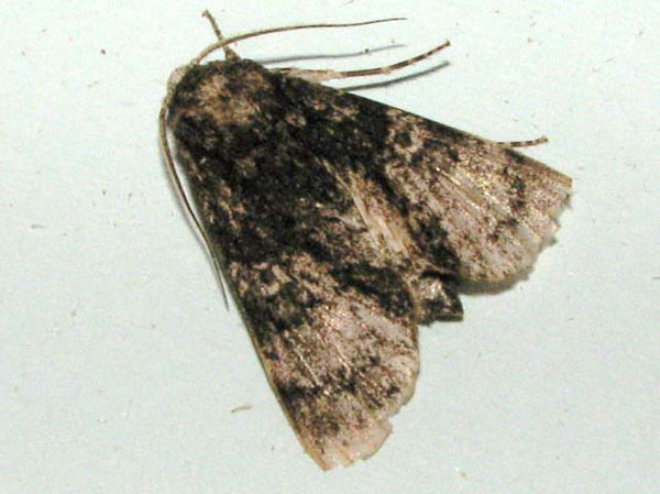 /filer/webapps/moths/media/images/M/mukim_Thiacidas_A_Goff.jpg