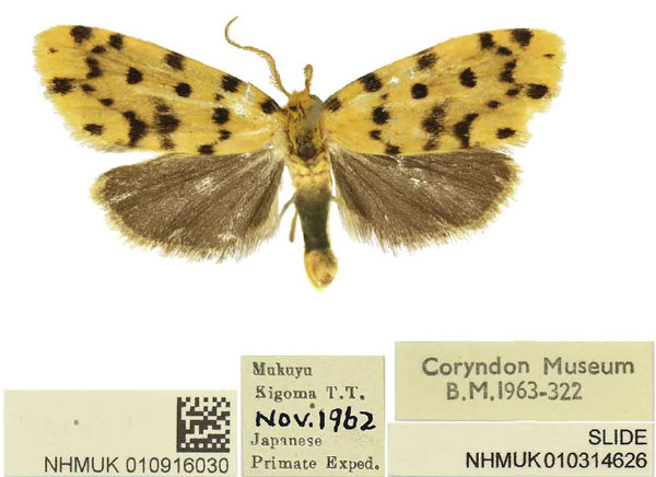 /filer/webapps/moths/media/images/M/mukuyu_Siccia_HT_BMNH.jpg