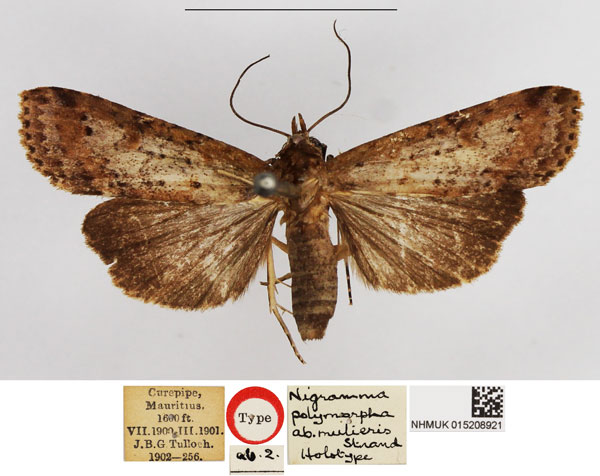 /filer/webapps/moths/media/images/M/mulieris_Nigramma_HT_NHMUK.jpg