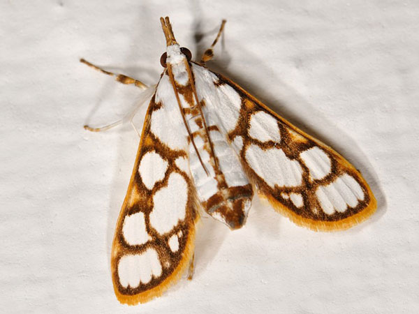 /filer/webapps/moths/media/images/M/mulleralis_Cirrhochrista_A_Mazzei_01.jpg