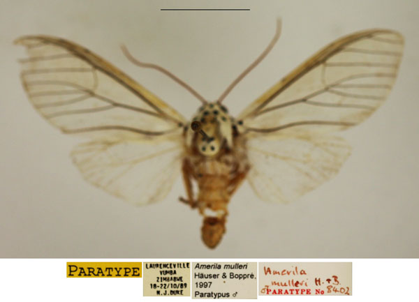 /filer/webapps/moths/media/images/M/mulleri_Amerila_PTM_TMSA.jpg