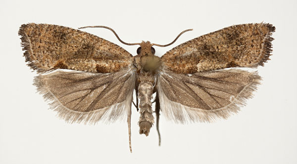 /filer/webapps/moths/media/images/M/multidentana_Cosmetra_PT_NHMO.jpg