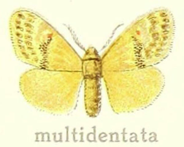 /filer/webapps/moths/media/images/M/multidentata_Euproctis_HT_Hering_28g.jpg