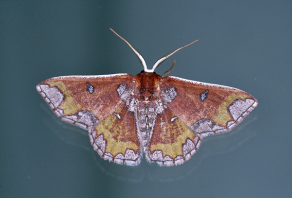 /filer/webapps/moths/media/images/M/multifera_Oneiliana_A_Roland_07.jpg