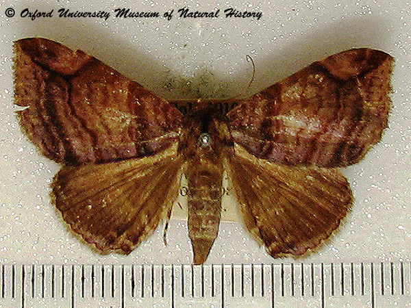 /filer/webapps/moths/media/images/M/multilineata_Bastilla_A_OUMNH_01.jpg