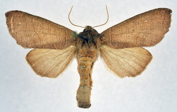 /filer/webapps/moths/media/images/M/multilineata_Scranciola_AF_NHMO.jpg