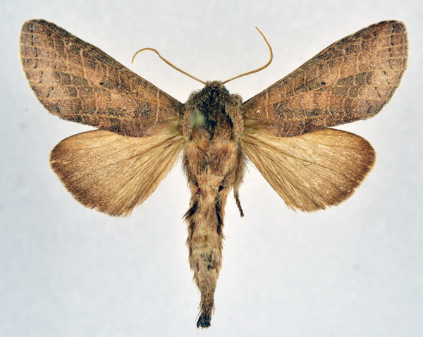 /filer/webapps/moths/media/images/M/multilineata_Scranciola_AM_NHMO.jpg