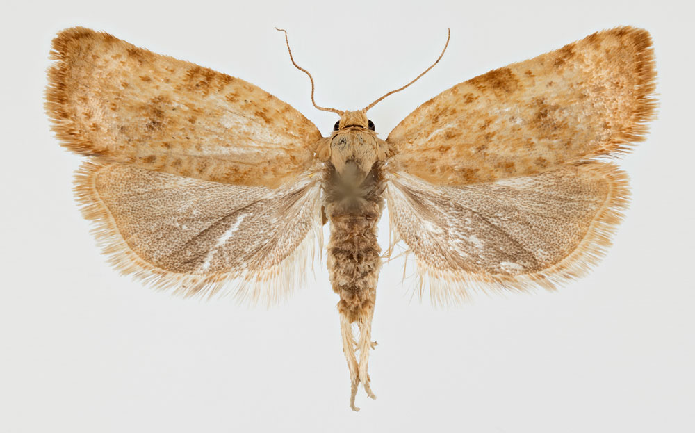 /filer/webapps/moths/media/images/M/multimaculana_Choristoneura_PTM_ZMHB.jpg