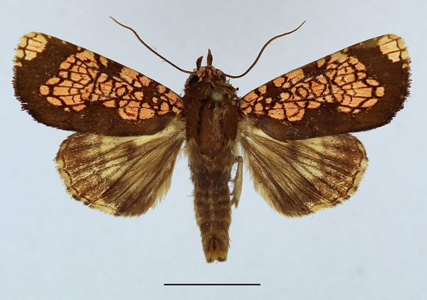 /filer/webapps/moths/media/images/M/multipunctata_Andobana_AM_Aulombard.jpg