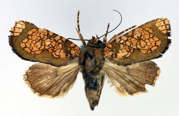 /filer/webapps/moths/media/images/M/multipunctata_Andobana_A_Aulombard.jpg