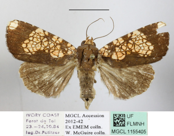 /filer/webapps/moths/media/images/M/multipunctata_Andobana_A_MGCLa_01.JPG