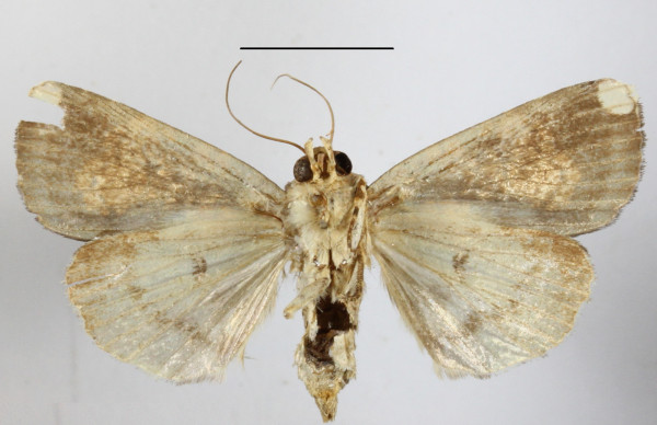 /filer/webapps/moths/media/images/M/multipunctata_Andobana_A_MGCLb_01.JPG