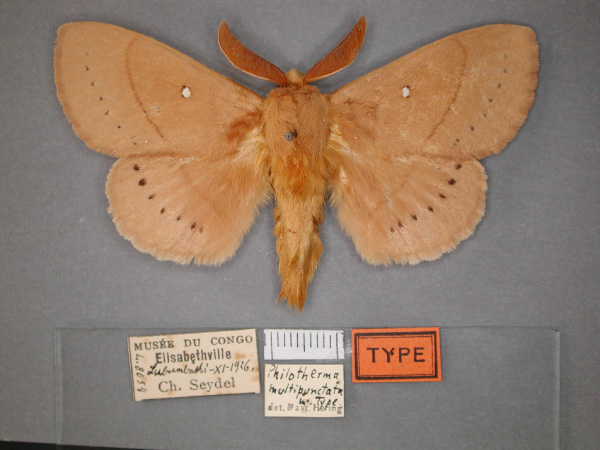 /filer/webapps/moths/media/images/M/multipunctata_Pachypasa_HT_RMCA_01.jpg