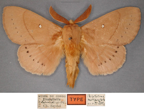 /filer/webapps/moths/media/images/M/multipunctata_Pachypasa_HT_RMCA_01_yynifAo.jpg