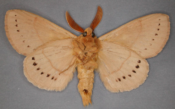 /filer/webapps/moths/media/images/M/multipunctata_Pachypasa_HT_RMCA_02_qHmaZ25.jpg