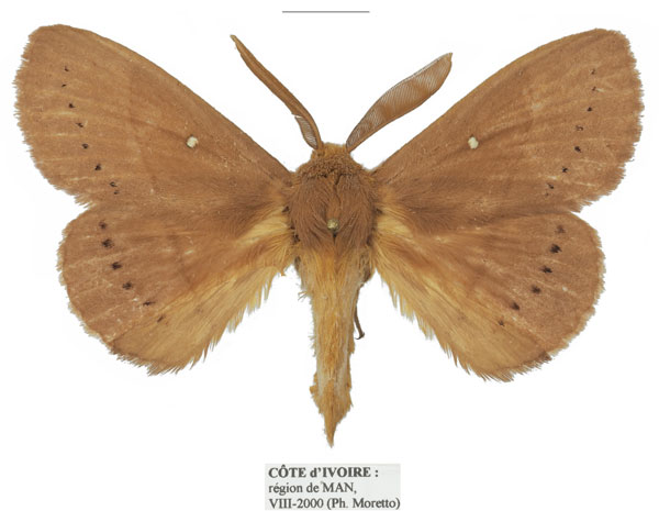 /filer/webapps/moths/media/images/M/multipunctata_Philotherma_AM_Basquin_01a.jpg