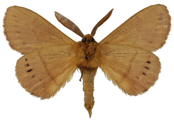 /filer/webapps/moths/media/images/M/multipunctata_Philotherma_AM_Basquin_01b.jpg